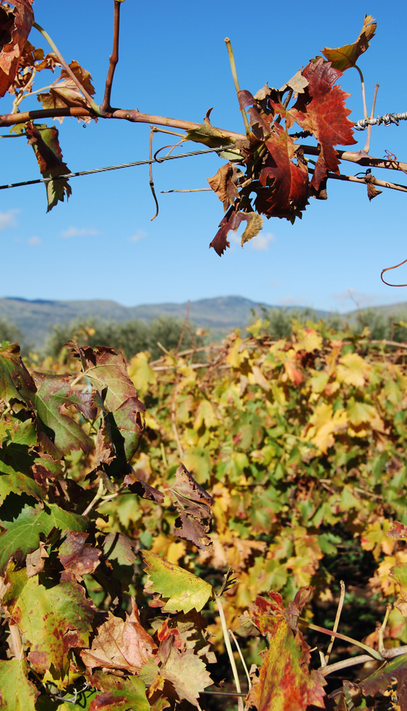Vino Rosso Sicilia