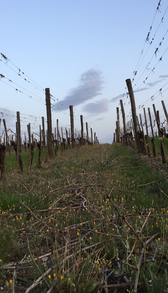 Vino Rosso Toscana